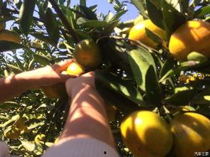 柒瓜吃橘子,柒瓜吃橘子的甜蜜时光