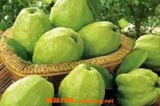 哈密瓜番石榴一起吃吗