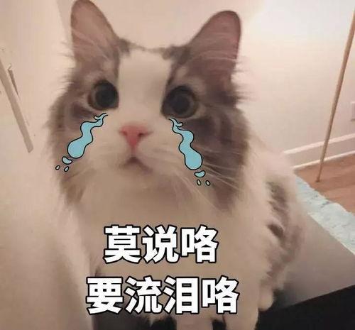 因为吃瓜而分手,吃瓜引发的分手风波