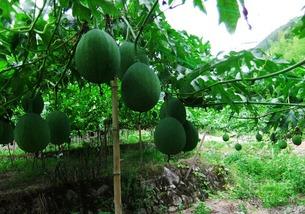 吃吊瓜能吃醋吗,美味搭配的饮食奥秘