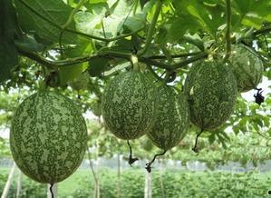 吃吊瓜能吃醋吗,美味搭配的饮食奥秘