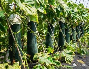 高矮胖瘦吃瓜,吃瓜群众欢乐多