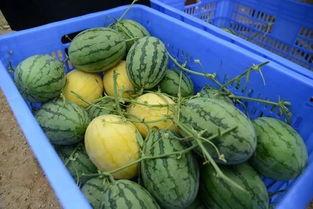 阳谷吃瓜群,揭秘民间热点事件的“舆论风向标”