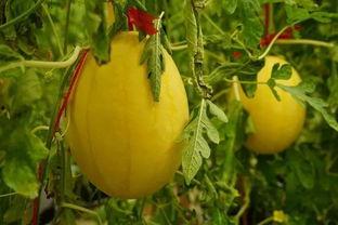 阳谷吃瓜群,揭秘民间热点事件的“舆论风向标”