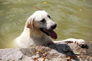 哈密瓜雪糕狗吃,一场意外的美味邂逅