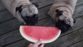 哈密瓜雪糕狗吃,一场意外的美味邂逅