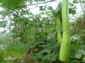 砍瓜老了怎样吃,砍瓜变废为宝的创意食用方法