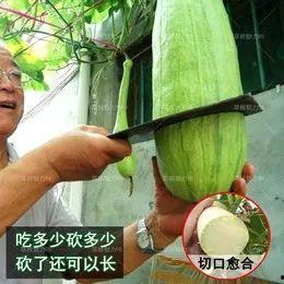 砍瓜老了怎样吃,砍瓜变废为宝的创意食用方法