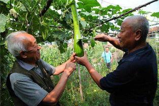 砍瓜老了怎样吃,砍瓜变废为宝的创意食用方法