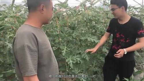 小伙子吃霸王瓜,小伙子独享霸王瓜的欢乐时光