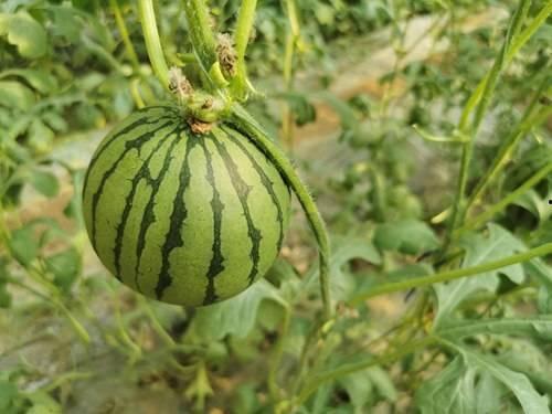 吉珠吃瓜,吃瓜群众揭秘校园热点事件