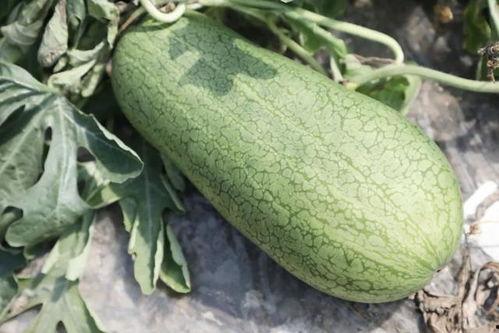 梦冉吃瓜,揭秘娱乐圈幕后故事