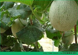 请问吃哈密瓜会长胖吗,吃哈密瓜真的会长胖吗？