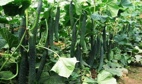 吃瓜的季节图片,一场视觉与味蕾的双重盛宴