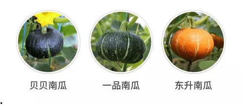 鸡吃瓜好吗,探索家禽饮食新风尚