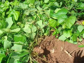 梦见挖山土瓜吃,揭秘挖山土瓜的神秘滋味