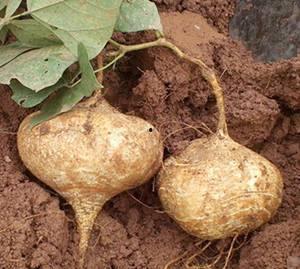 梦见挖山土瓜吃,揭秘挖山土瓜的神秘滋味