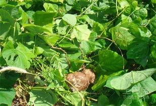 梦见挖山土瓜吃,揭秘挖山土瓜的神秘滋味