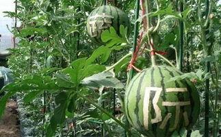 吃瓜楼房销售,揭秘楼市背后的故事