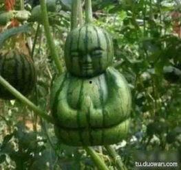 搞笑吃瓜吃瓜,瓜田里的欢乐盛宴