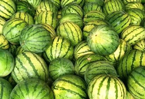 籽瓜是怎么吃,从田间到餐桌的味蕾之旅