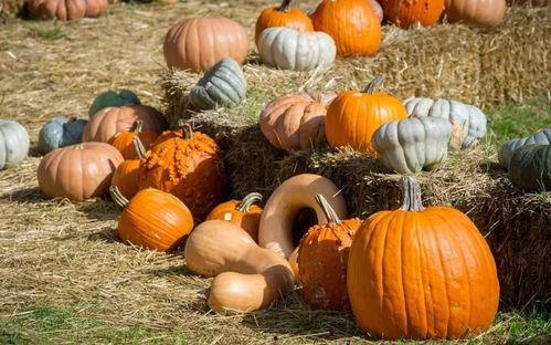 吃一整条瓜,探寻美食之旅的无限可能