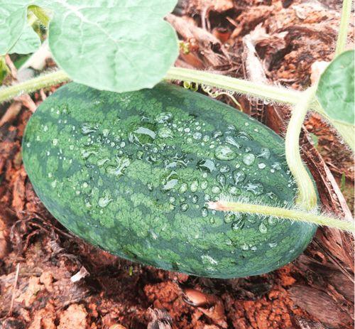 不寻吃瓜,不寻吃瓜的深度生活体验