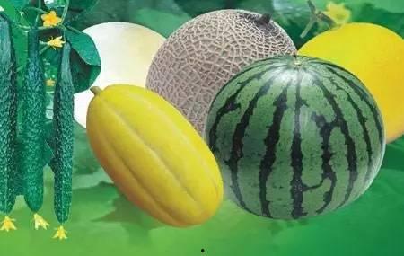 北瓜吃瓜,揭秘瓜界新宠儿的魅力与故事