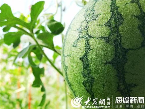 吃瓜视频免费区,畅享娱乐新体验