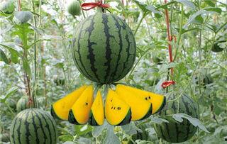 吃超大个黄瓤瓜,揭秘超大个黄瓤瓜的独特魅力