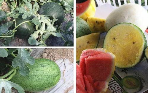 嘉怡城吃瓜,揭秘网红美食背后的故事