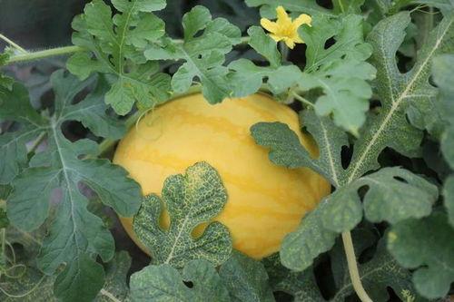 嘉怡城吃瓜,揭秘网红美食背后的故事