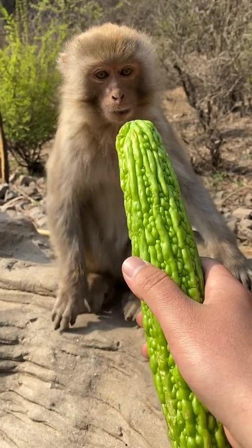 猴子瓜怎么吃,猴子瓜的多样食用方法揭秘