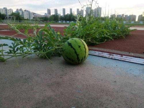 晓庄学院操场吃瓜,校园生活新风尚