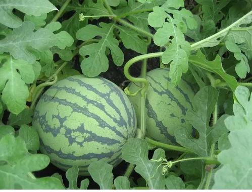 张璐吃瓜,揭秘娱乐圈幕后故事