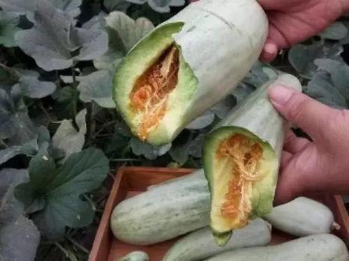 瓜要去皮吃吗,揭秘是否需要去皮食用