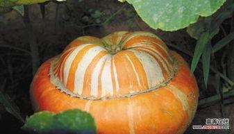 最近吃瓜震惊三观,近期吃瓜事件震惊三观，揭秘背后惊人真相