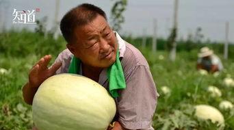 河北邢台吃瓜,瓜果飘香，品味生活