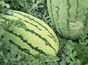 怎么吃那个瓜,如何品味生活中的甜蜜与苦涩