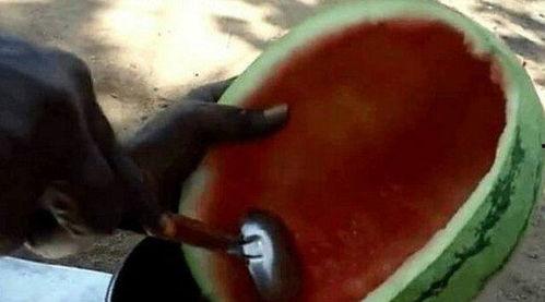 吃大瓜恶心,大瓜盛宴背后的恶心真相揭秘