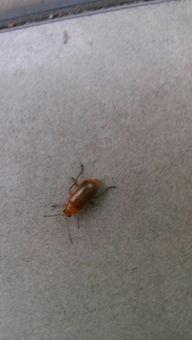 什么瓜的虫子可以吃,探索可食用瓜类虫子的奥秘