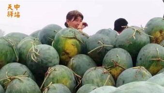 正宗吃瓜现场视频,一幕幕爆笑瞬间，带你领略民间欢乐