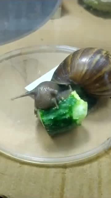 蜗瓜怎么吃,探索家常美味新选择