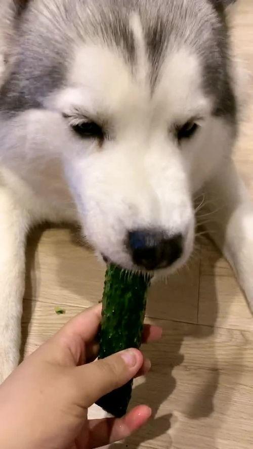 吃瓜就要吐皮,揭秘娱乐圈的甜蜜与苦涩