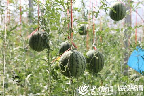 莱芜吃瓜原生视频,原生视频带你领略当地民俗风情