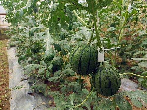 大瓜小瓜怎么吃