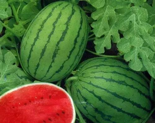 大瓜小瓜怎么吃