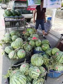 环湖小区吃瓜事件,邻里纠纷背后的社区风波