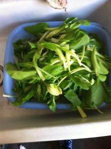 早上吃吊瓜好吗