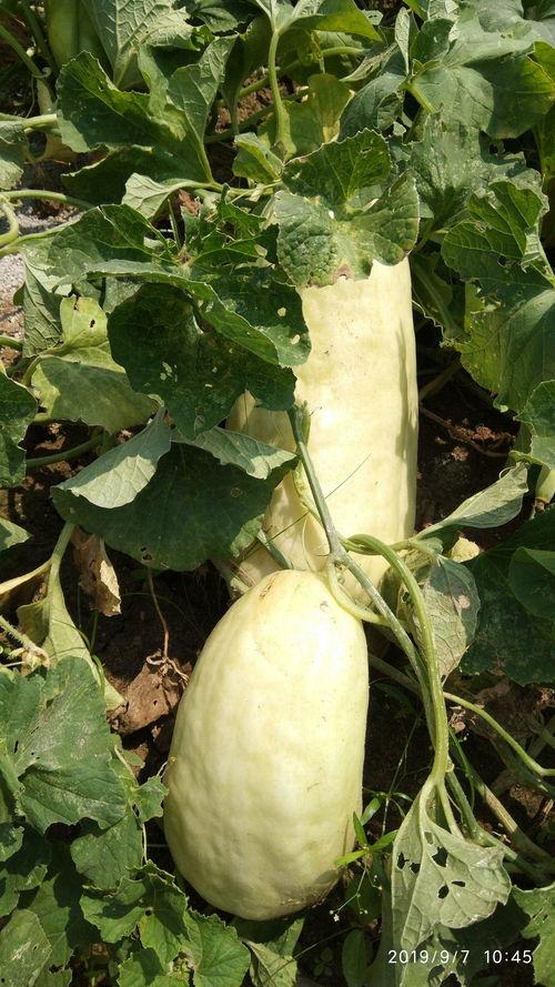 吃瓜的吃瓜的拼音,探寻“吃瓜群众”的趣味生活